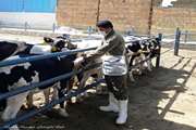 واکسیناسیون رایگان بیش از 22 هزار و 500 راس گاو علیه بیماری لمپی اسکین در شهرستان نجف آباد